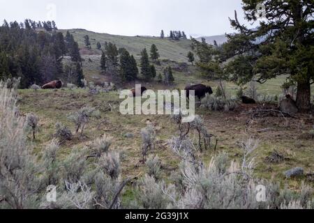 Bison (Bison Bison) im Lamar Valley im Yellowstone National Park im Mai, horizontal Stockfoto