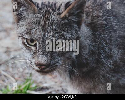 Nahaufnahme des Gesichts eines Canada Lynx in der Wildnis, Quebec, Kanada, Wildkatze, Bobcat Stockfoto