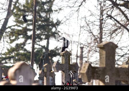 Nahaufnahme einer schwarzen Krähe, die auf einem Kreuz auf dem Friedhof thront Stockfoto