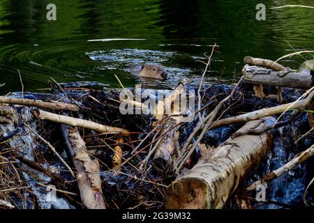 Ein wilder Biber 'Castor canadensis', der seine Bibermutter nach einem Auswaschen überprüft Stockfoto