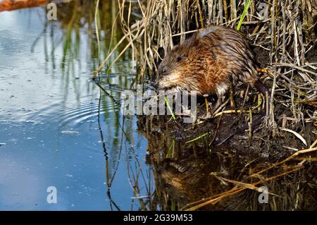 Eine Seitenansicht einer wilden Bisamratte 'Ondatra zibethicus', die sich entlang eines Teiches im ländlichen Alberta Canada von einer grünen Vegetation ernährt. Stockfoto