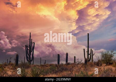 Arizona Saguaros in einem warmen Wüstenuntergang Stockfoto