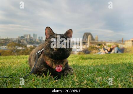 Schildkrötenrettungskatze, die an der Leine läuft und sich im Park mit Blick auf die Hafenbrücke in sydney ausruhen kann Stockfoto