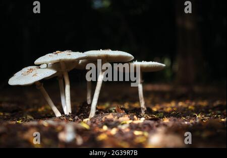 Pilz im Wald Stockfoto
