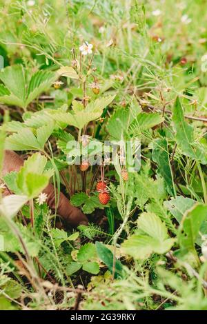 Kleiner Erdbeerstrauch im Wald. Rote Erdbeeren, Beeren und weiße Blüten auf einer wilden Wiese, Nahaufnahme. Erdbeeren von Hand pflücken. Vertikaler Rahmen Stockfoto