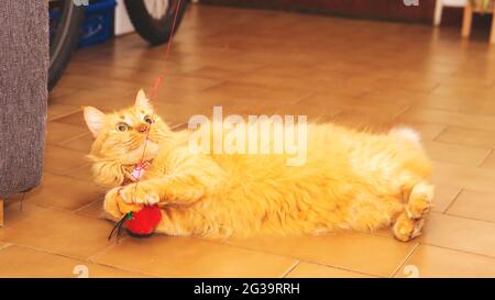 Verspielte Ingwerkatze mit einem kleinen roten Spielzeug Stockfoto