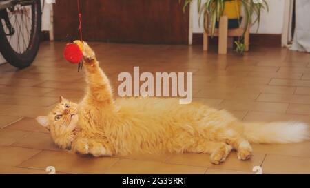 Verspielte Ingwerkatze mit einem kleinen roten Spielzeug Stockfoto