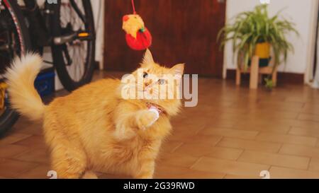 Verspielte Ingwerkatze mit einem kleinen roten Spielzeug Stockfoto