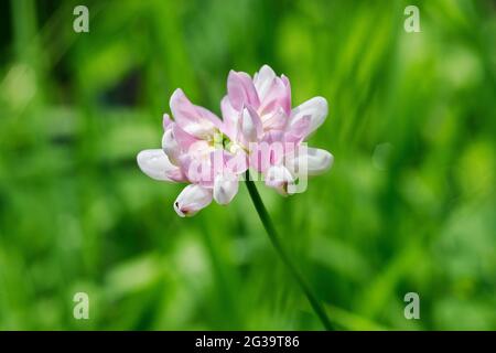 Kronenvetch blüht (Securigera varia) in Iowa Stockfoto