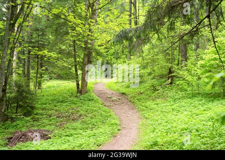 Roter Wanderweg markiert auf einem Baumstamm im Wald Stockfoto