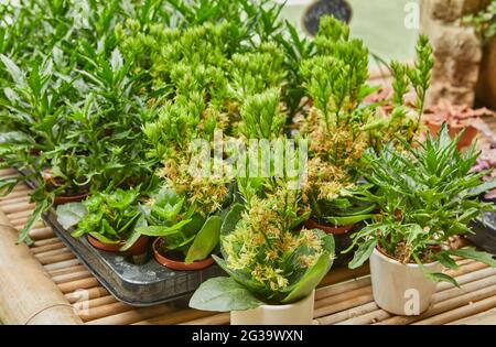 Große Auswahl an Topfblumen auf einem Bambusständer Stockfoto