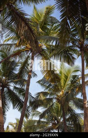 Nahaufnahme von hübschen Wedeln auf Kokospalmen mit blauem Himmel, Agonda, Goa, Indien Stockfoto