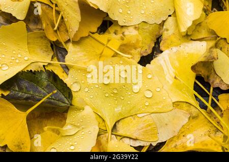 Gelbe Ginkgo-Blätter, bedeckt mit Regentropfen Stockfoto