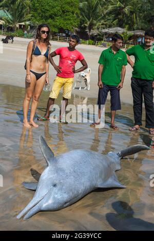 Viele Mitglieder der Öffentlichkeit drängen sich um einen verzweifelten toten Delfin, der auf dem Sand, Agonda, Goa, Indien, angespült wurde Stockfoto