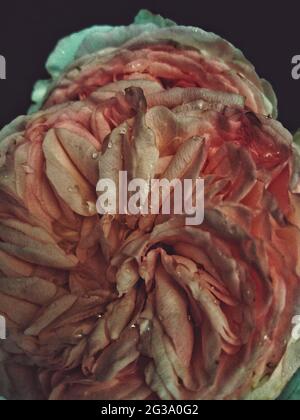 Nahaufnahme einer welkenden Rose mit Wassertropfen auf dunklem Hintergrund Stockfoto