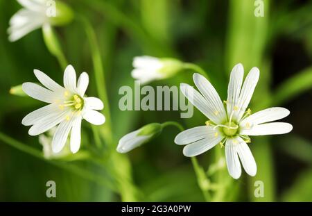 Addersmeat (Stellaria Holostea) Stockfoto