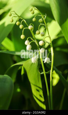 Lily Of The Valley (Convallariaarten Majalis) Stockfoto