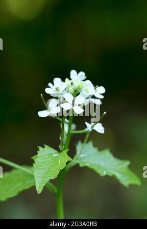 Knoblauchsrauke (Alliaria Petiolata) Stockfoto