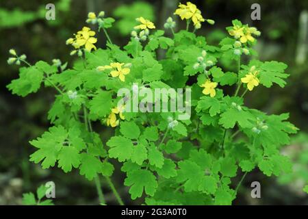 Tetterwort (Chelidonium majus) Stockfoto