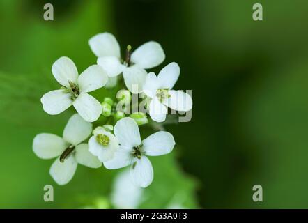 Knoblauchsrauke (Alliaria Petiolata) Stockfoto
