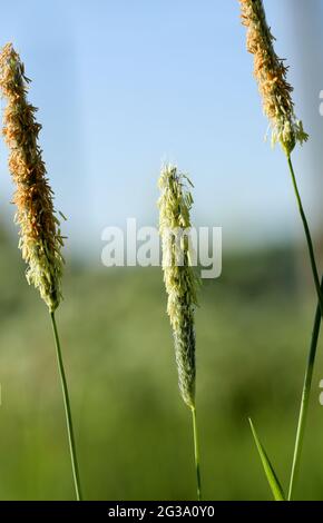 Feldwiesenfuchsschwanz (Alopecurus pratensis) Stockfoto