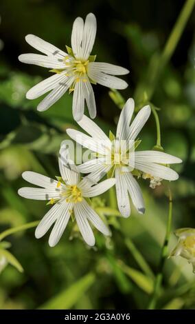 Addersmeat (Stellaria Holostea) Stockfoto