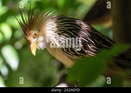 GUIRA-Kuckuck (Guira guira), ein südamerikanischer Vogel mit einem orange-roten Kamm, im Zoo Atlanta in Atlanta, Georgia. (USA) Stockfoto