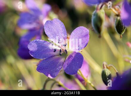 Waldgeranium (Geranium sylvaticum) Stockfoto