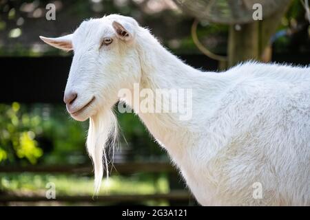 Weiße Saanen-Ziege (Capra aegagrus hircus) im Kindergehege-Streichelzoo der Outback Station im Zoo Atlanta in Atlanta, Georgia. (USA) Stockfoto