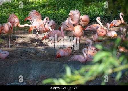 Chilenische Flamingos (Phoenicopterus chilensis) im Zoo Atlanta in Atlanta, Georgia. (USA) Stockfoto