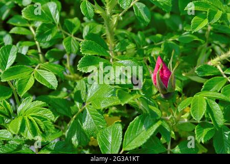 Wilder Rosenstrauch mit einer herrlichen Blume. Hagebutte in der natürlichen Umgebung. Stockfoto