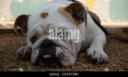 Verschlafter englischer Bulldog-Welpe. Emotionales Hundegesicht aus nächster Nähe. Schönes Vollblut Haustier Stockfoto