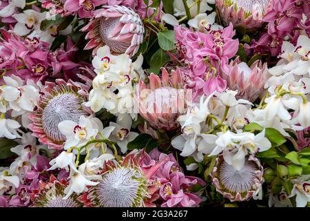 Schönheit floristische Dekoration mit bunten tropischen Blumen Stockfoto