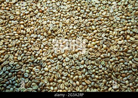Nahaufnahme von grünen Kaffeebohnen Stockfoto
