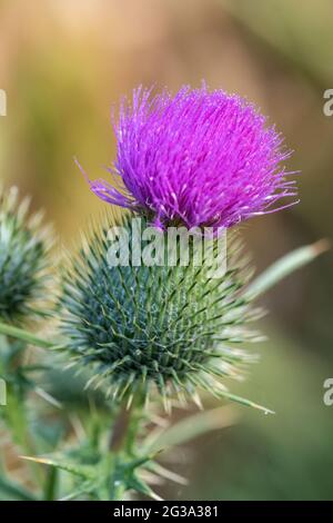 Nahaufnahme einer Distelblüte Stockfoto