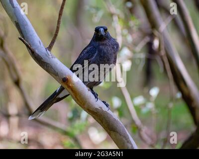 Der Currawong Stare Stockfoto