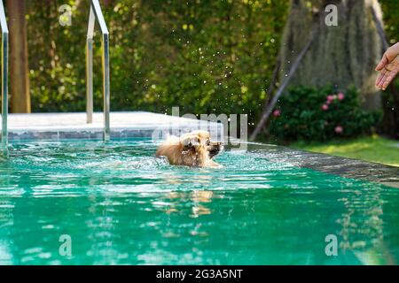 Der pommersche Hund schwimmend im grünen Pool am Nachmittag mit Wasserspritzern. Stockfoto