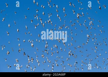 Riesige Taubenschar im Flug. Stockfoto