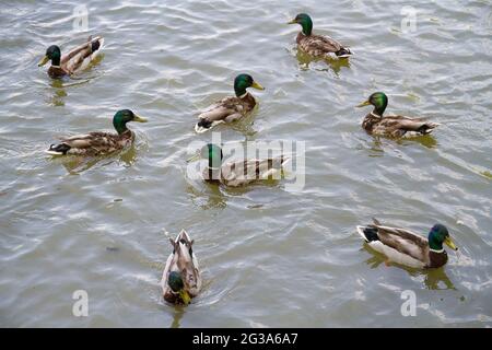 Herde wilder Enten auf einem See. Stockfoto
