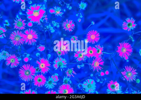 Leuchtend rosa holografische neonfarbene Sommerblumen Stockfoto