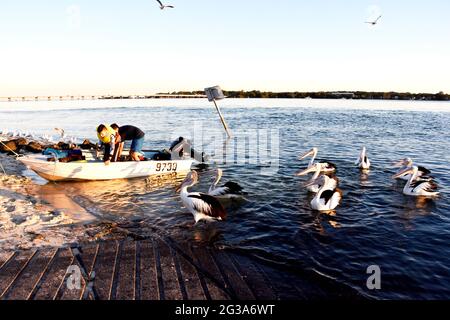 AUSTRALISCHE PELIKANE Stockfoto