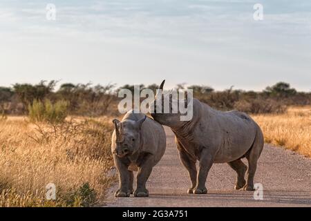 2 Schwarzes Nashorn (Diceros bicornis), in Afrikanischer Savanne, Etosha Nationalpark, Namibia Stockfoto