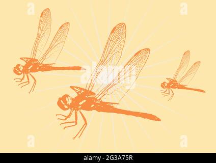 Insektensilhouette, Libelle, Vektorgrafik Stock Vektor