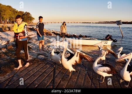 AUSTRALISCHE PELIKANE Stockfoto