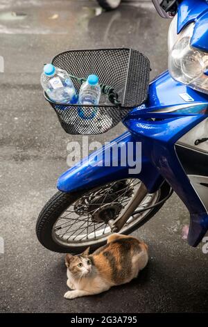 Eine streunende Katze findet unter einem geparkten Motorrad auf einem Street Food Markt in Bangkok, Thailand, etwas Schutz. Stockfoto