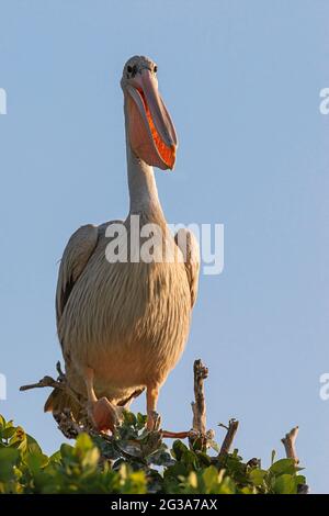 Pelican (Pelecanus rufescens) mit rosa Rücken. Okavango Delta, Botswana, Afrika Stockfoto