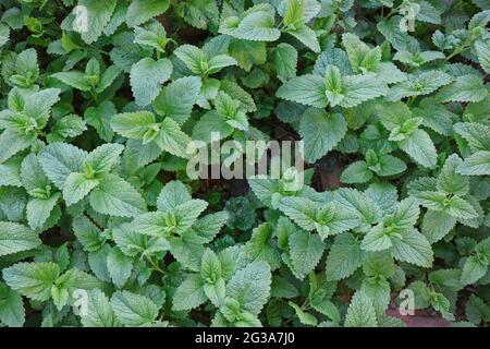 Top-Down der grünen Zitronenmelisse-Pflanze. Melissa Officinalis ist eine Mehrjährige Krautige Pflanze in der Familie der Lamiaceae. Stockfoto