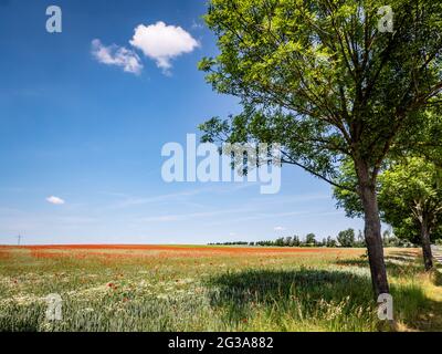 Mohnblumen blühen auf einem Feld Stockfoto