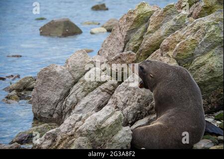 Australasian Pelzrobbe (Arctocephalus forsteri) Sonnen auf Felsen, Kaikoura, Neuseeland Stockfoto