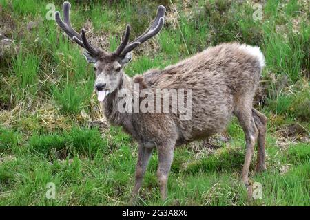 Red Deer Hirsch-Callum, der seine Zunge in Torridon rausstreckt Stockfoto